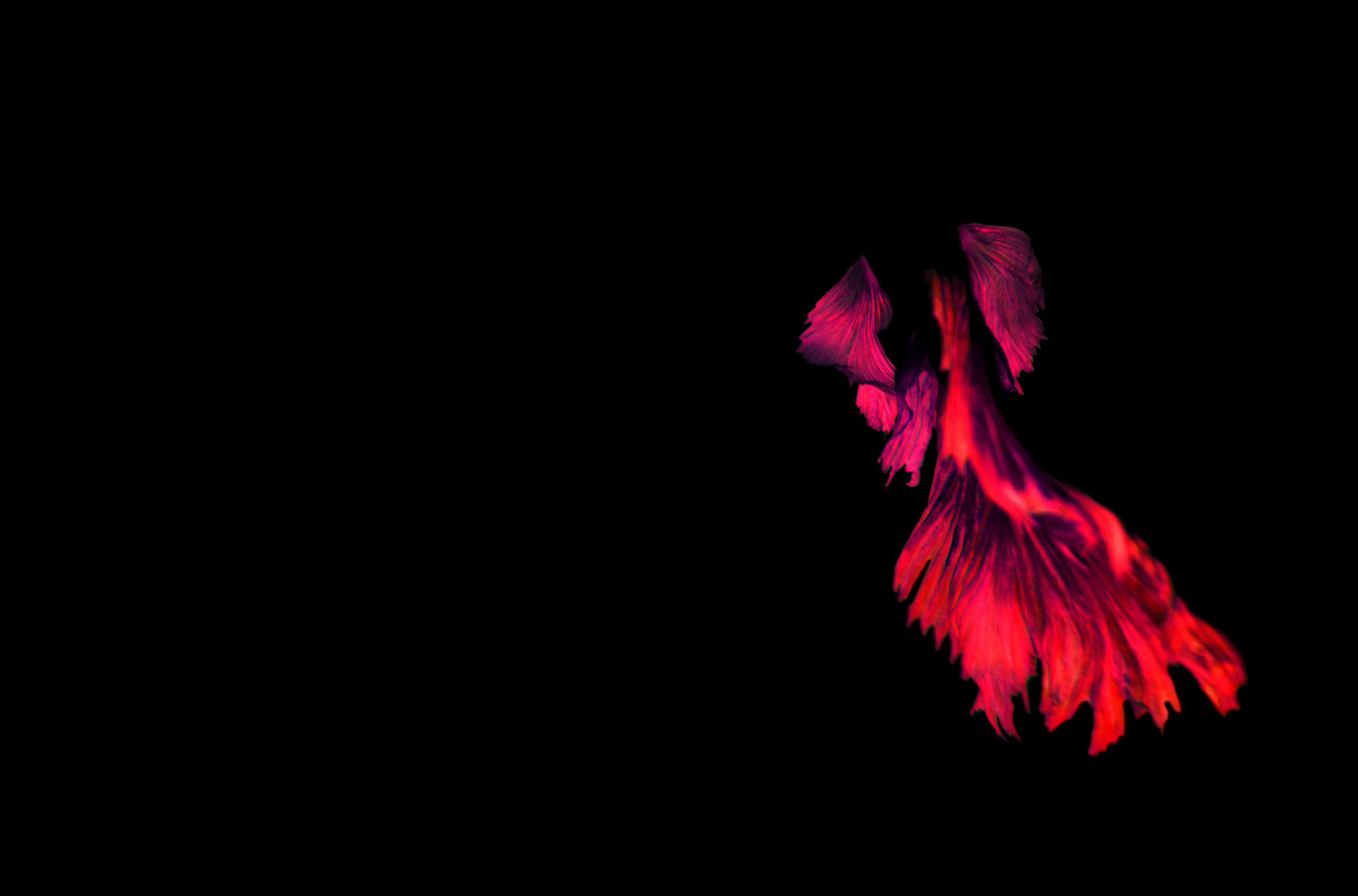 a red bird flying in the dark with its wings spread