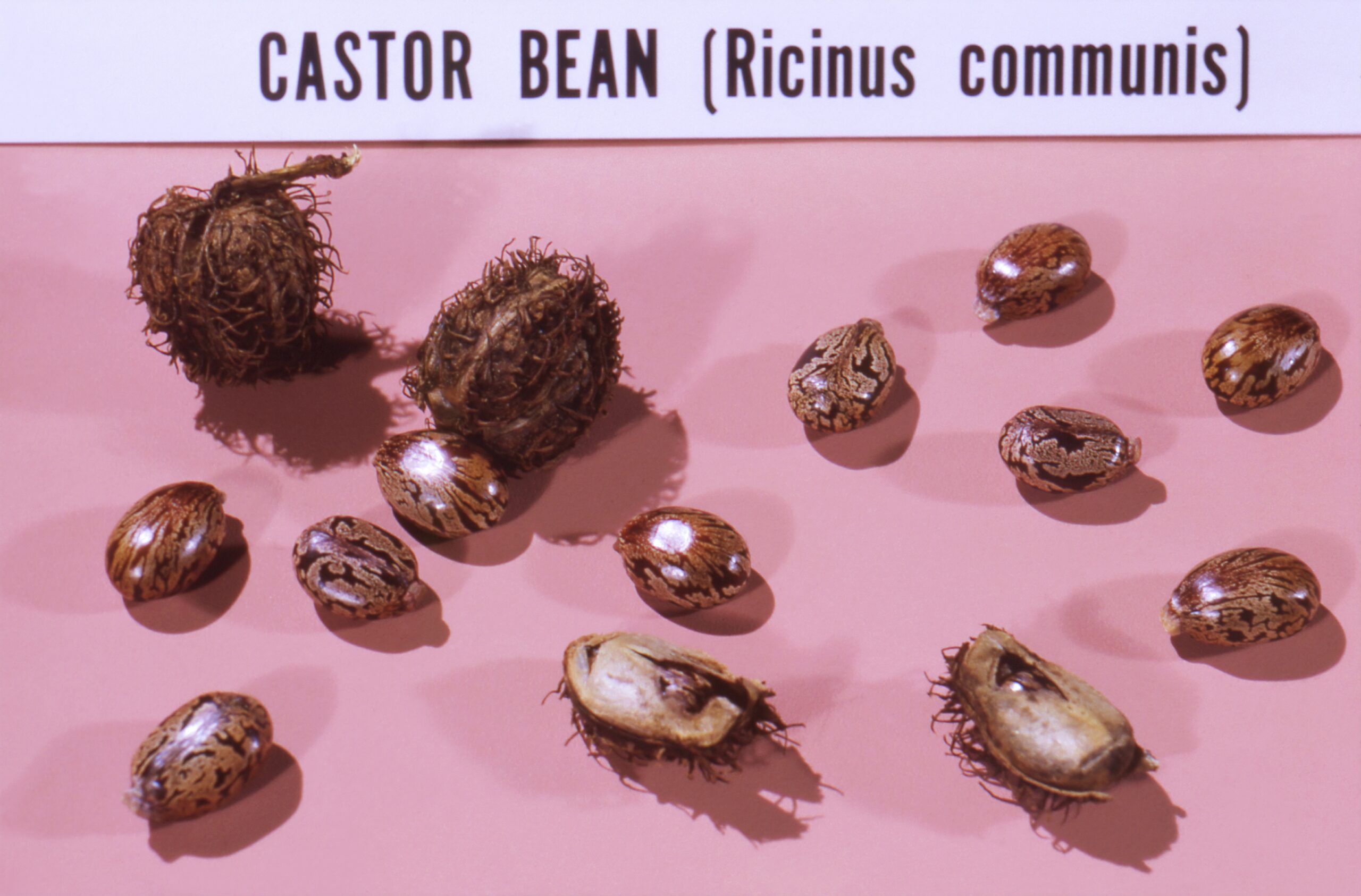 bunch of castor beans on white pink cloth